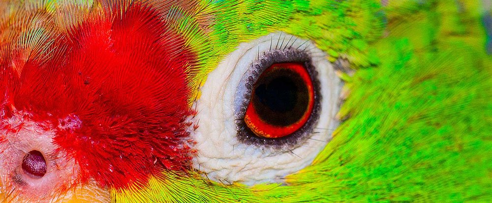 red lored parrot ammazona autumnalils 
 - Costa Rica