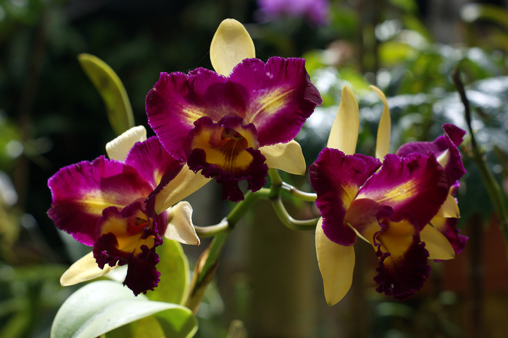 purple orchids lankester  
 - Costa Rica