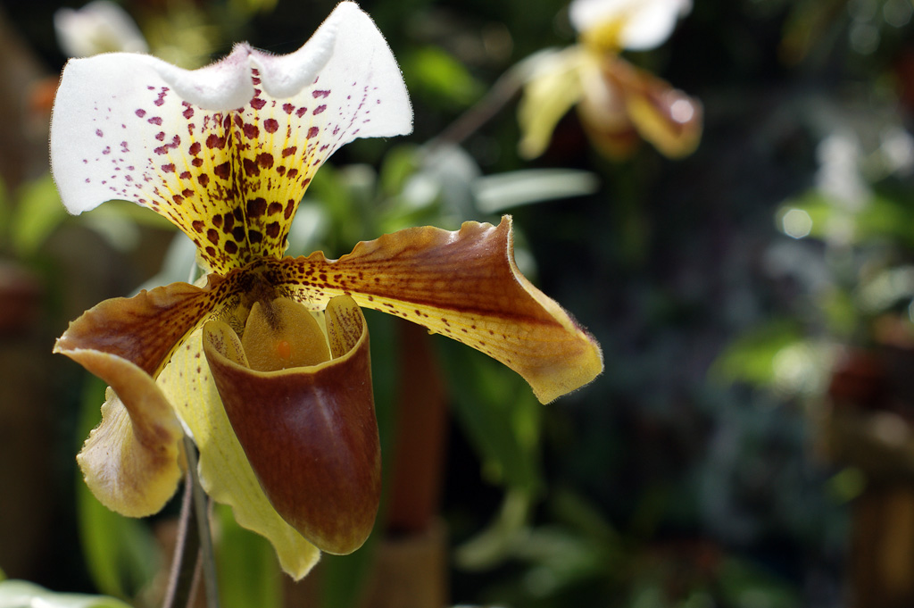 shoe orchid  
 - Costa Rica