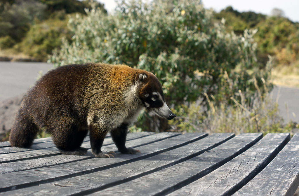 long nosed coati  
 - Costa Rica