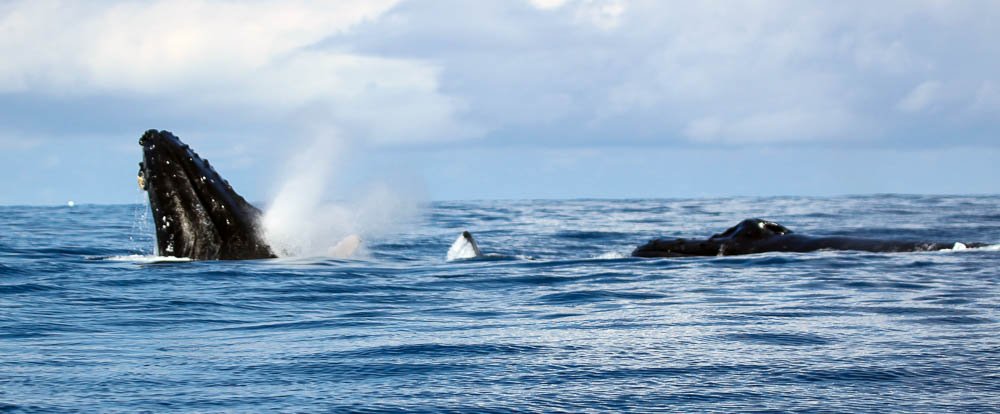 dominical surf dive snorkel humpback whales 
 - Costa Rica