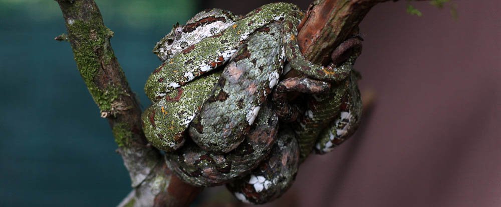 serpentarium eyelash palm pit viper
 - Costa Rica