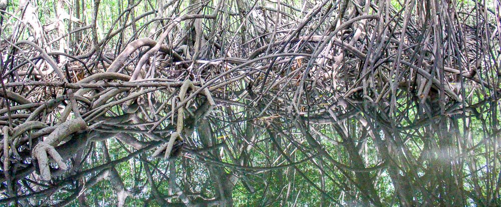 sierpe manglar forest 
 - Costa Rica