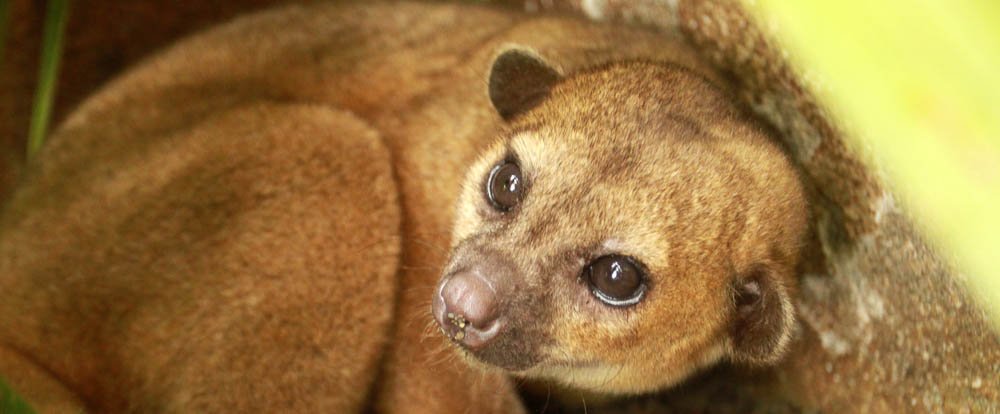 kids saving the rainforest attraction kinky the kinkajou 
 - Costa Rica