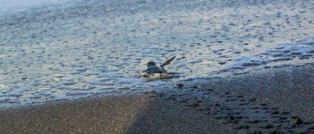 turtle season in tortuguero home free 
 - Costa Rica