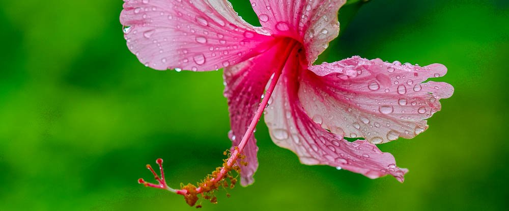 pink hibiscus casa de orquideas 
 - Costa Rica