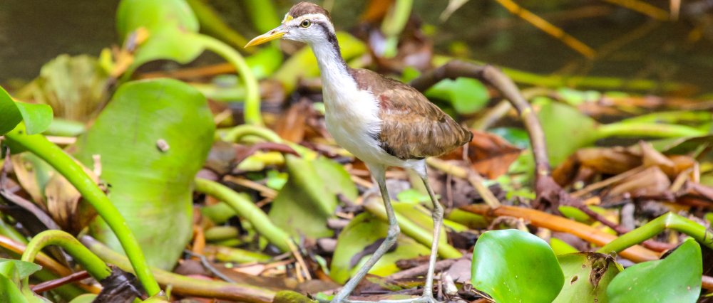juvenile heron walking on sierpe manglar
 - Costa Rica