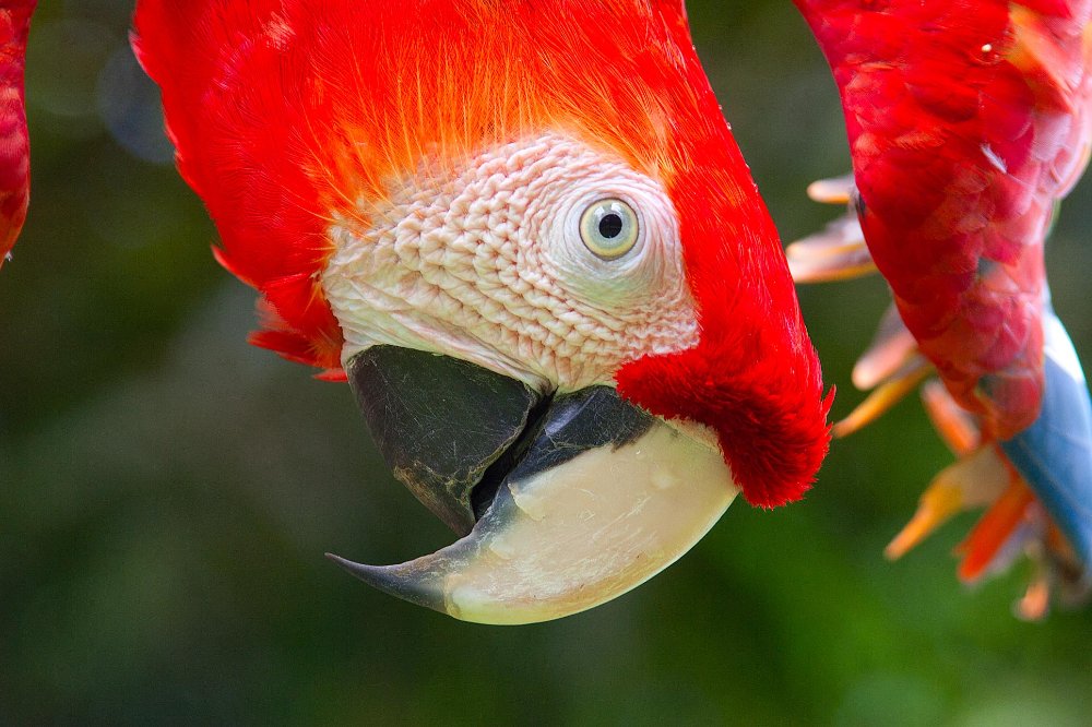 scarlet macaw ara macaw
 - Costa Rica