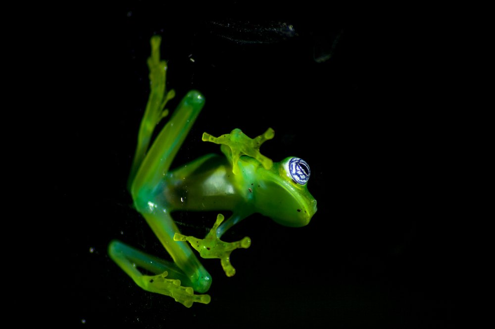 glass frog sticked to a window monteverde
 - Costa Rica