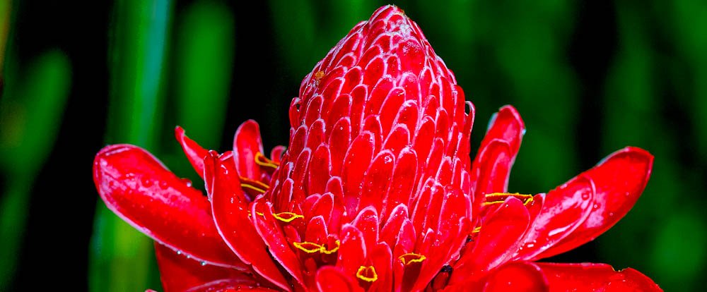 ginger flower 
 - Costa Rica