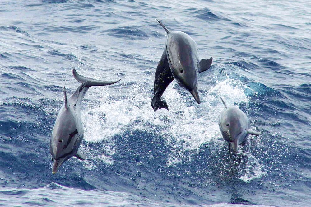 three dolphins jumping front view
 - Costa Rica