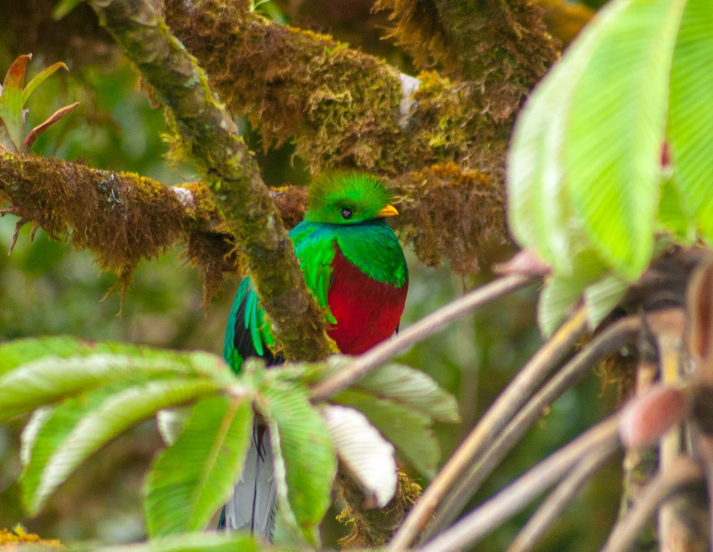 quetzal in monteverde
 - Costa Rica