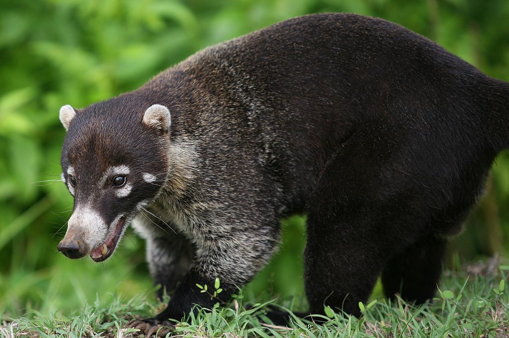 coati papagayo roaming around hotel
 - Costa Rica