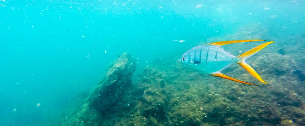 unidentified awesome fish morteros tortuga island 
 - Costa Rica