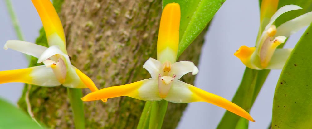 orchids lankaster gardens
 - Costa Rica