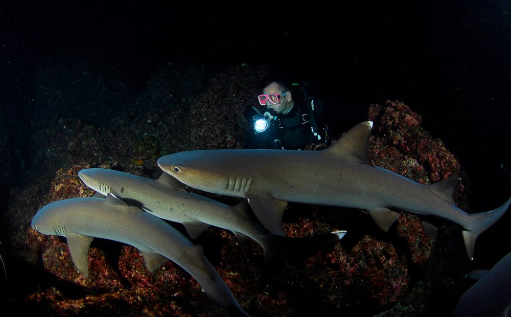 night diving sharks cocos
 - Costa Rica