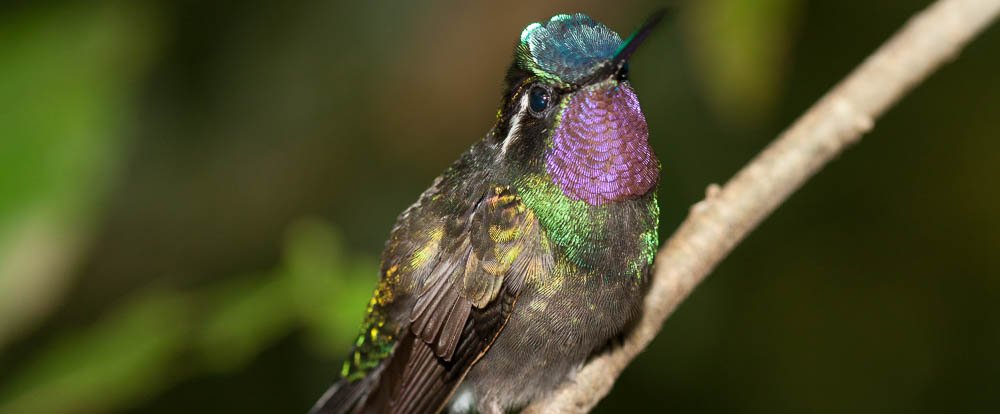 hummingbird monteverde
 - Costa Rica