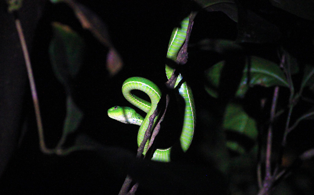 santamaria night hike side striped pit viper 
 - Costa Rica