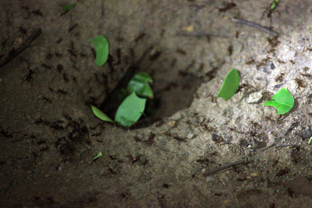 santamaria night hike leaf cutter ants 
 - Costa Rica