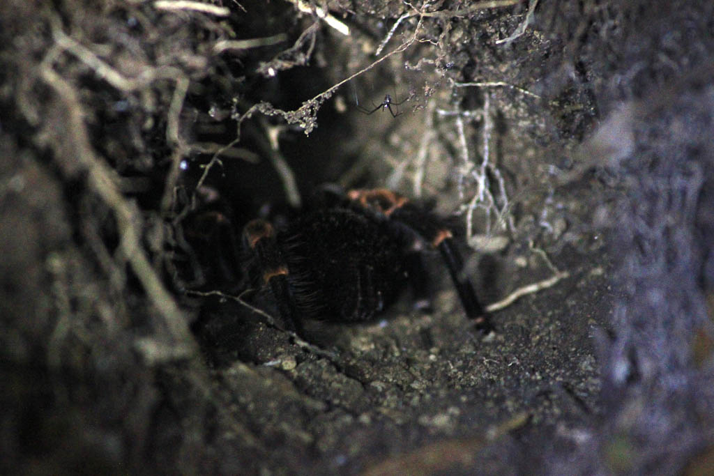 santamaria night hike 
 - Costa Rica