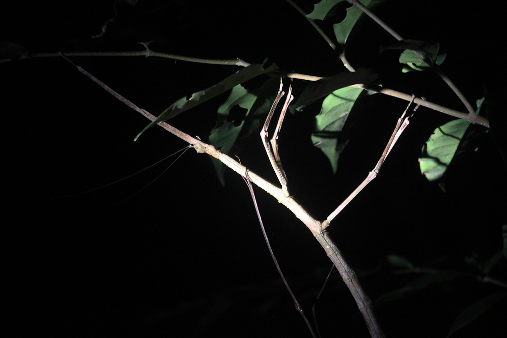 santamaria night hike giant stick big 
 - Costa Rica