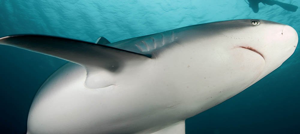 bull shark cocos island
 - Costa Rica