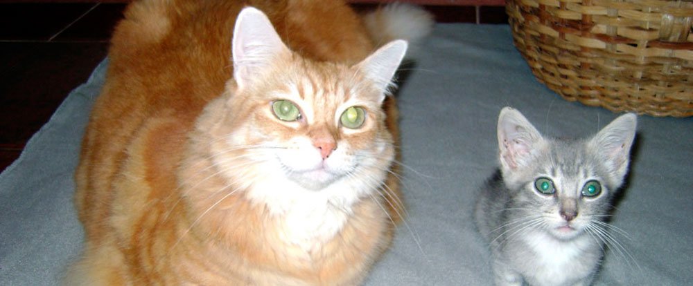 cat and kitten pets
 - Costa Rica