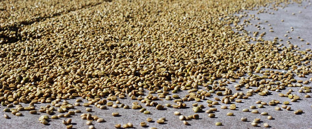 drying beans doka coffee estate
 - Costa Rica