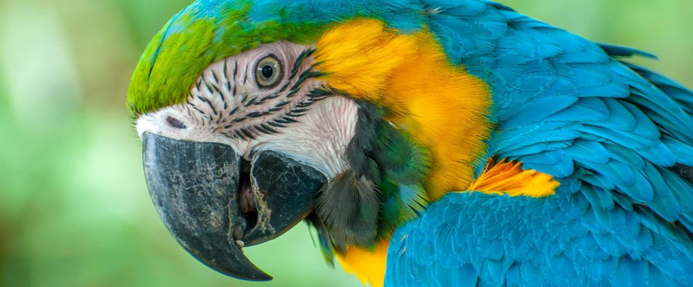 scarlet macaw waterfallgardens
 - Costa Rica