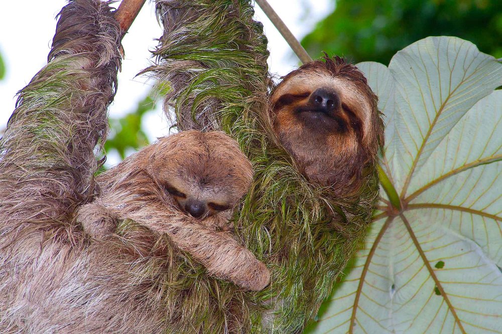 sloths on cecropia tree manuel antonio
 - Costa Rica