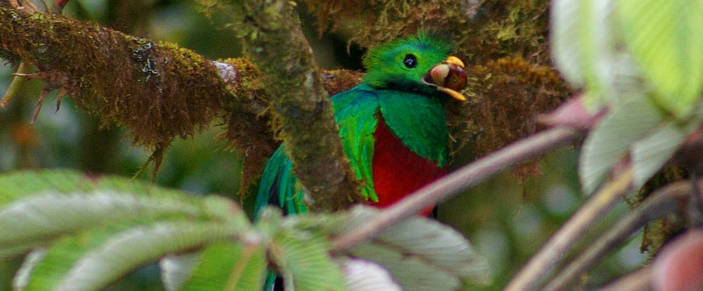 quetzal in monteverde 
 - Costa Rica