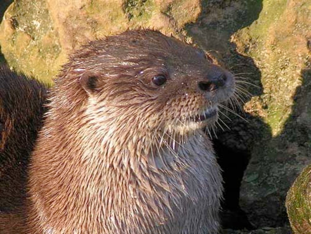 river otter
 - Costa Rica