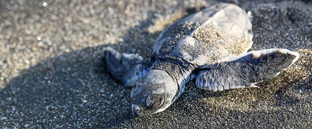 tortuguero destination baby turtle 
 - Costa Rica