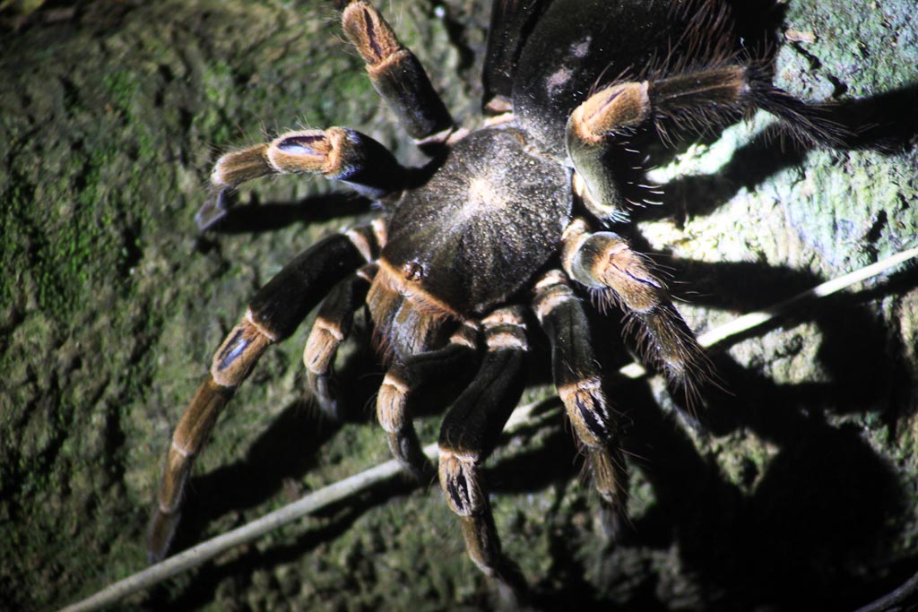 bajos del tigre orange knee tarantula 
 - Costa Rica