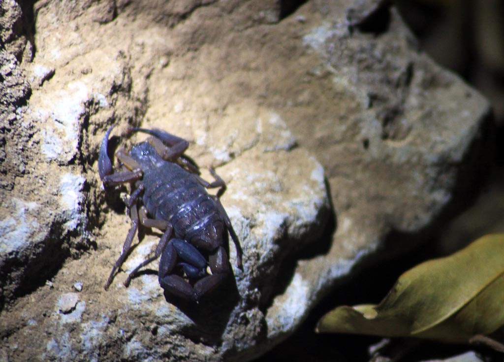 bajos del tigre common scorpion 
 - Costa Rica