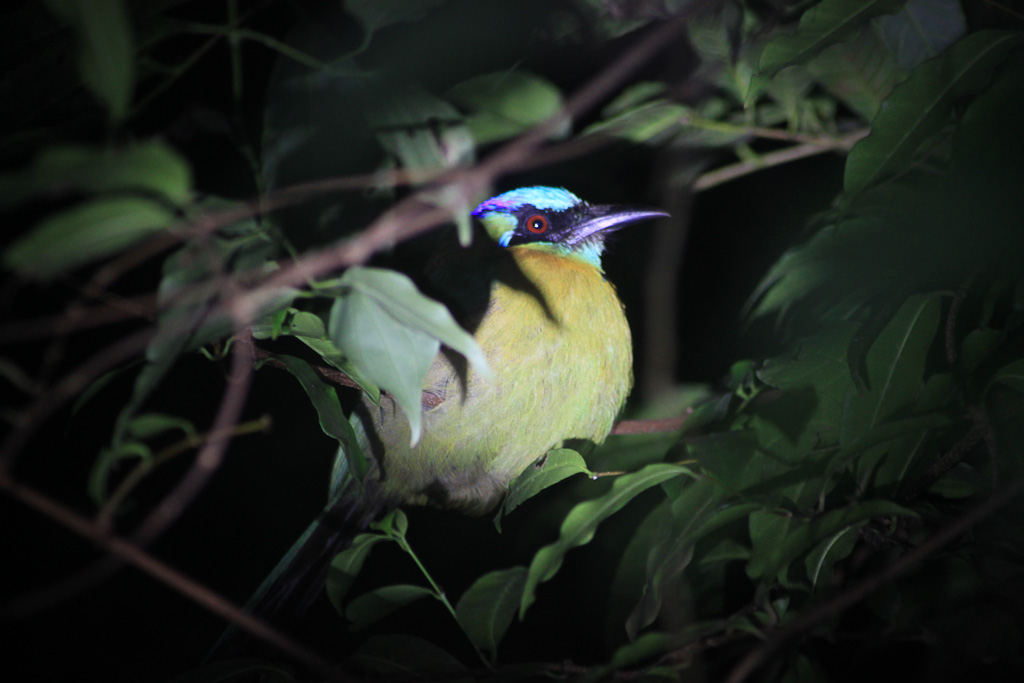 bajos del tigre great blue mot mot 
 - Costa Rica