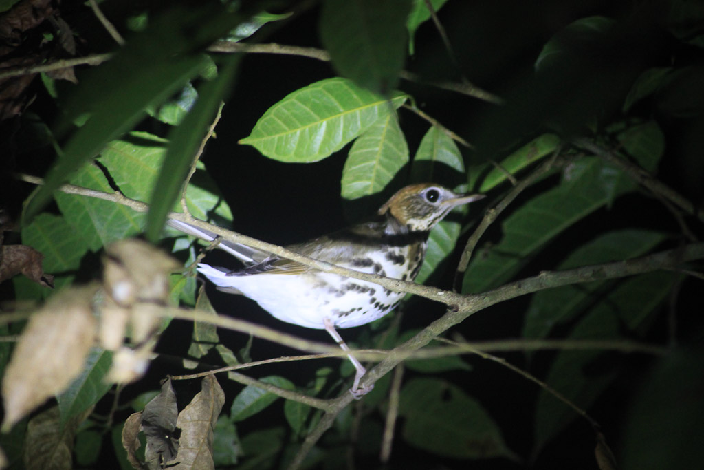 bajos del tigre wood thrush 
 - Costa Rica