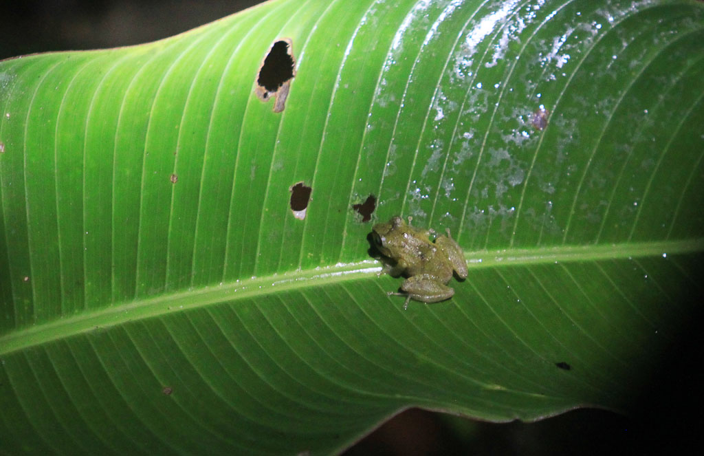 bajos del tigre common rain frog 
 - Costa Rica