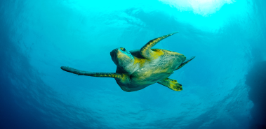 Turtle Tours - Costa Rica