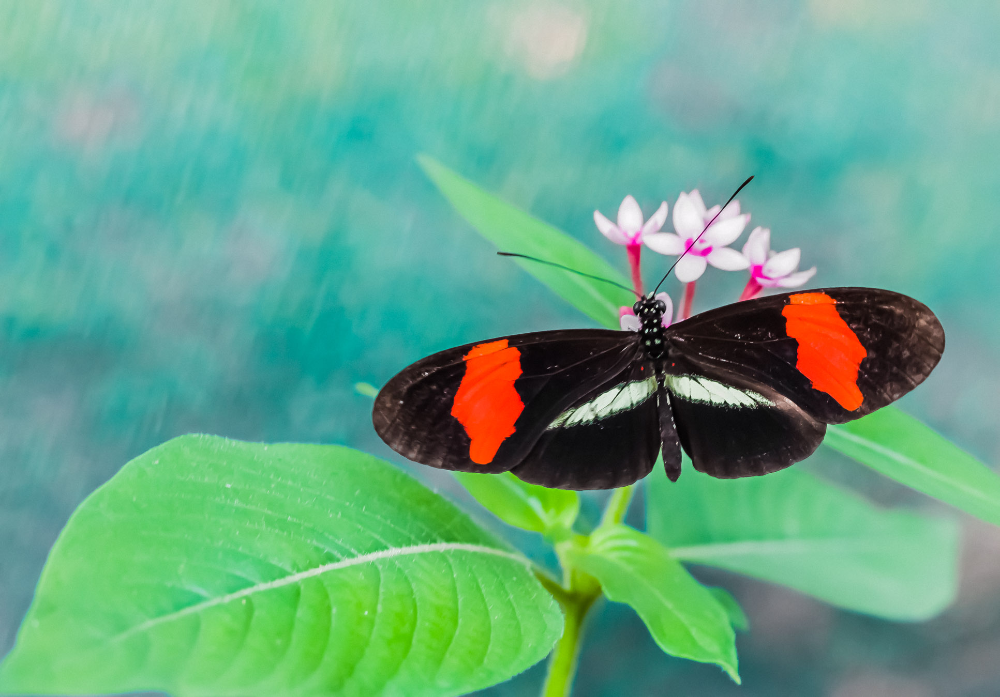 black red white butterfly las palmas butterfly garden near puerto jimenez
 - Costa Rica