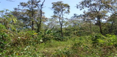 Investment Farm-Fruits, Forests & Home - Costa Rica