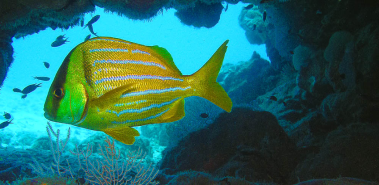 Central Pacific Dive Sites - Costa Rica