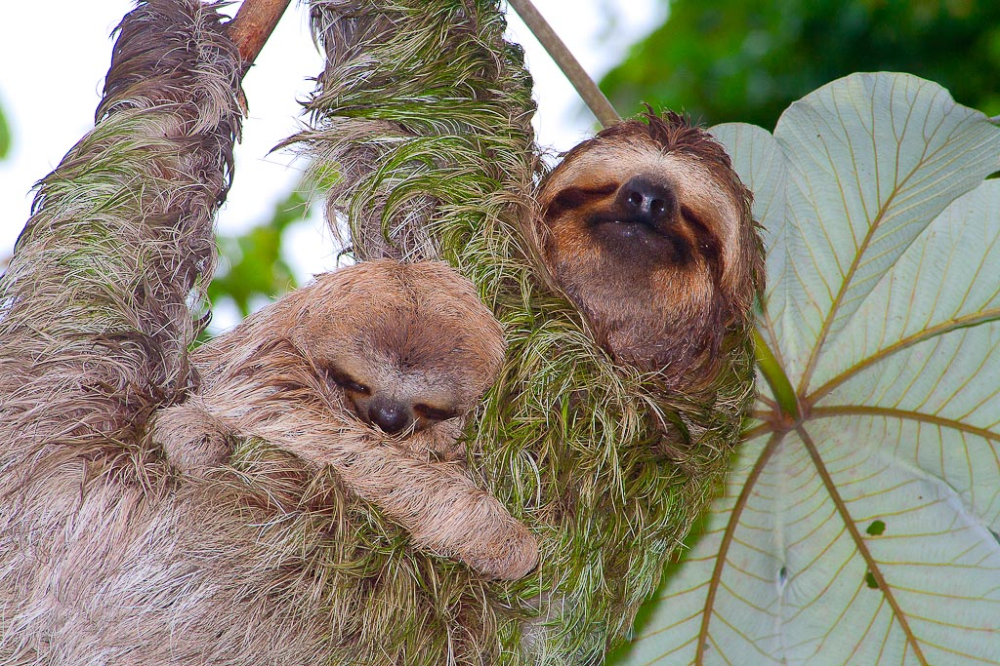 sloths on cecropia tree manuel antonio 
 - Costa Rica