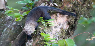 Tayras - Costa Rica