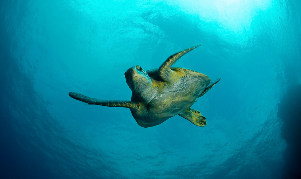 sea turtle swimming
 - Costa Rica