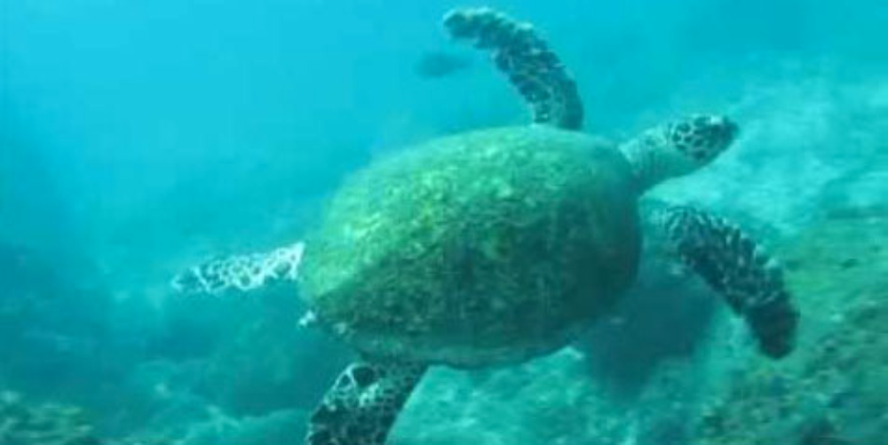 scuba diving playa herradura
 - Costa Rica