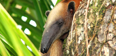 Corcovado National Park - Costa Rica