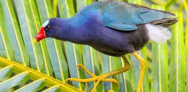 Terraba Sierpe Wetlands - Costa Rica