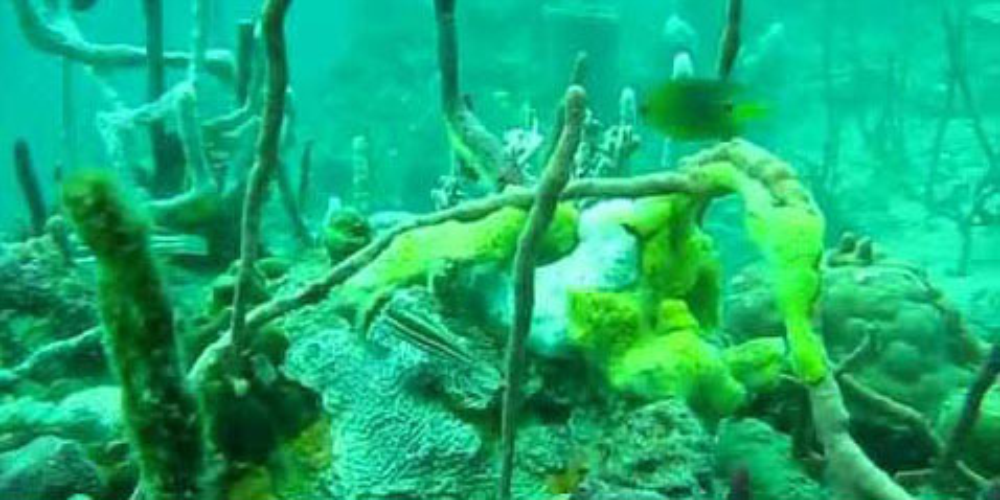 shipwreck diving bocas del toro 
 - Costa Rica