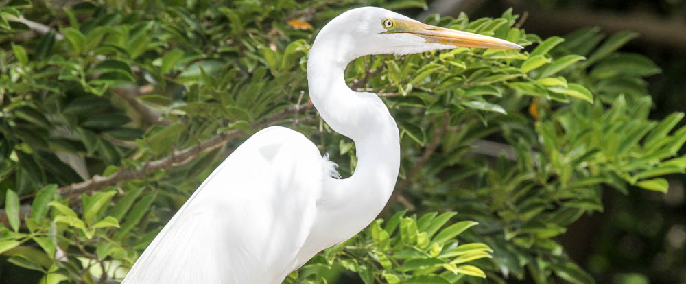 great egret standing 
 - Costa Rica